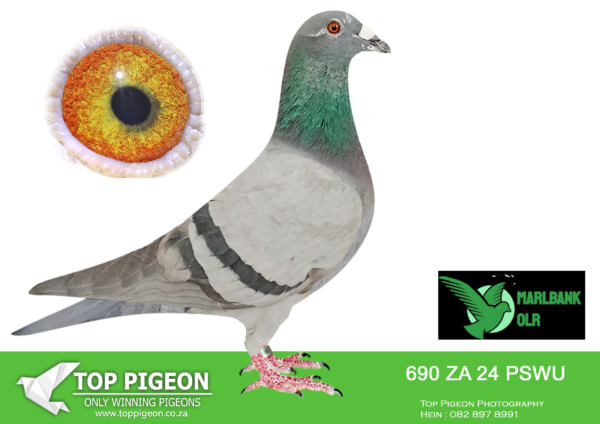 Z..LOT 105 MARLBANK  OLR – SAIPR T4-ZA-24-PSWU-690 –