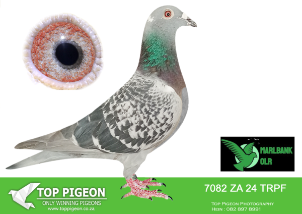 Z..LOT 103 MARLBANK  OLR – CHRIS PRINSLOO-ZA-24-TRPF-7082 –