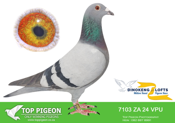 LOT 31 DINOKENG OLR – OOA & RVV-ZA VPU 24- 7103  HEN  – R5 – 16th R5,000/R6 – 35th R2,500———–SIRE: ZA 15 CYRILS 2524 “FRED’S SUPER PAIR COCK”. THIS COCK IS A GRANDSON TO “PROVEN DREAM 404”.——-DAM: ZA 18 OOA 112 “112-FREDS SUPER PAIR HEN”. THIS HEN IS A DOUBLE GRANDCHILD TO “GOLDEN CARELLY” AND “MOTHER OF THE LOFT”.SEE PEDIGREE!!!