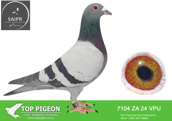 LOT 35 SAIPR AUCTION B -OOA & RVV-za vpu 24 7104 · Freddy CHALLENGE –
