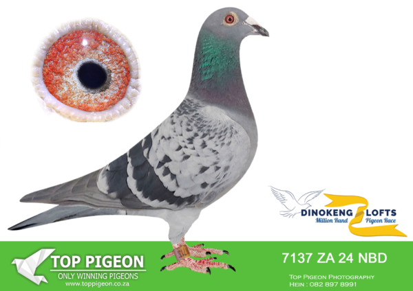 LOT 14 DINOKENG OLR – DIE STORMERS-ZA NBD 24- 7137 HEN  -SIRE:254 NBP 19. KOOPMAN/VAN LOON/JANSSEN.4 Ace p in NBHU Union ring race 2021.———-DAM:6114 NBD 21 CH Bred by Stefan De Kock 5th Ace p on the short distance VPK club 2023 6114 Won Britstown Union,558km 2022.SEE PEDIGREE!!!
