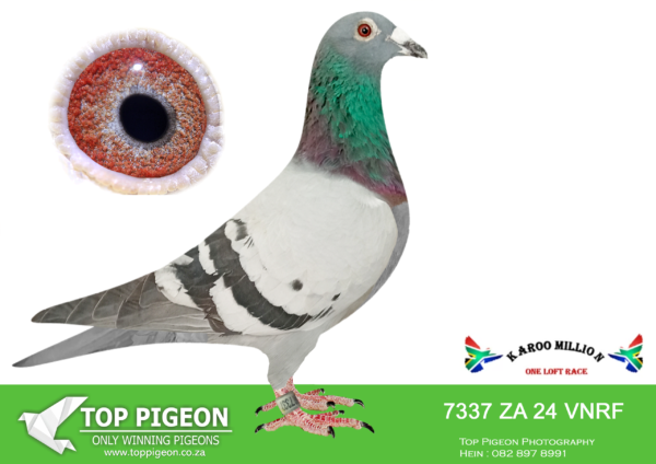 LOT 51 KAROO MILLION OLR – PROTEA HOKKE-7337 VNRF 2024 -SIRE:02052 ZA 16 GPU. ALIAS: ROCKERFELLAR STRAIN: VERBRUGGEN COLOR: BB SIRE OF “TROMPIE” 1395/18 WHO WON TROMPSBURG FED IN OERF FOR PROTEA HOKKE. 1ST GPU TROMPSBURG 5800P, 4TH GAUTENG COMBINE 9600P.————DAM:06368 ZA 17 OERF. VERBRUGGEN.SEE PEDIGREE!!!