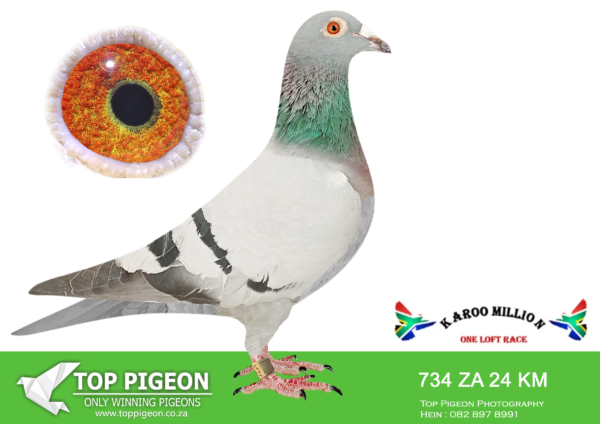 LOT 52 KAROO MILLION OLR – MEGA PIGEON-734 KAROO MILLION 2024 -SIRE:(22) DIAZ-226. HOOYMANS. DIAZ ACE PIGEON 2023.———–DAM:BARRACADE BOSS WEBSTER.KAROO MILLION CRADOCK  2023 ACE PIGEON. 2ND FINAL.SEE PEDIGREE!!!