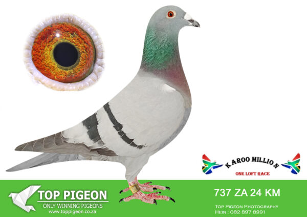 LOT 77 KAROO MILLION OLR – MEGA PIGEON-737 KAROO MILLION 2024 –