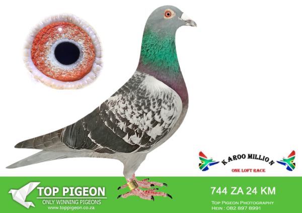 LOT 60 KAROO MILLION OLR – ANTON SCHONKEN-744 KAROO MILLION 2024 –