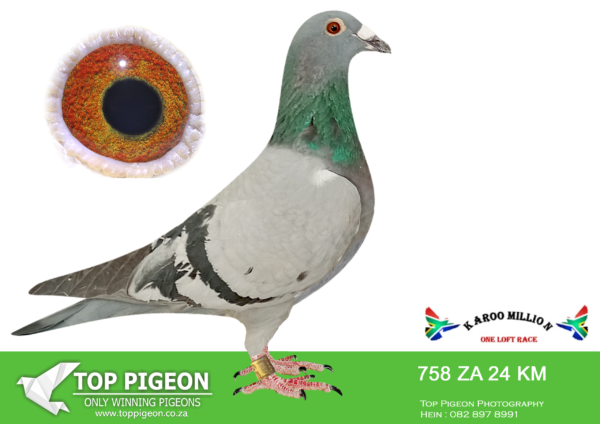 LOT 16 KAROO MILLION OLR – COENIE HATTINGH-758 KAROO MILLION 2024 -SIRE:ZA BPFD 6395/18.Strain: Coenie Hattingh Lofts Color Blue Bar Willowmore Ope 6 Klub 7 Sek 21 Fed 2020 Beauforn Wes 10 Klub 16 Sek 35 Fed 2020.————DAM:ZA CAS 132/23. COENIE HATTINGH LOFTS.SEE PEDIGREE!!!!