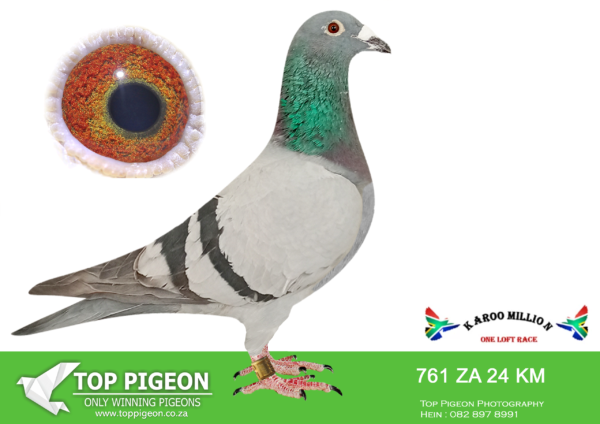 LOT 72 KAROO MILLION OLR – PROTEA HOKKE-761 KAROO MILLION 2024 –