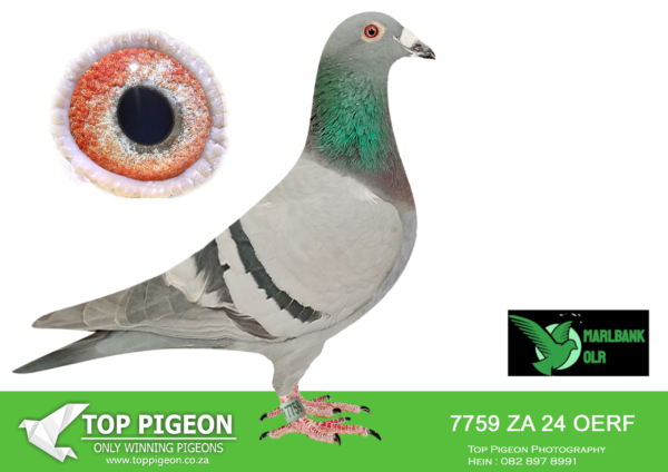 LOT 41 MARLBANK OLR – THONE PIGEONS & RR LOFT T1-ZA-24-OERF-7759 –