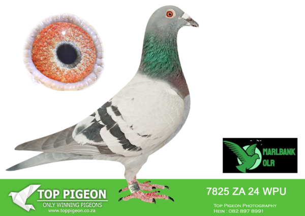 Z..LOT 116 MARLBANK  OLR – WESPOEL 1-ZA-24-WPU-7825 –