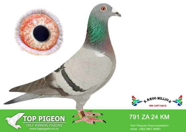 Z..LOT 128 KAROO MILLION OLR – LAMBERT FAMILY LOFTS-791 KAROO MILLION 2024 -SIRE: ZA 47482/17 Clausing/Van Dyck-de Beer – Out of the same breading pair as A1-Shortcut. : MASKAM 2201/10 Engelbrecht/Clausing. Father to may prize winners Final Races, “A1-Shortcut = Winner 623 km, 2+ minutes ahead 1,020 m/m Main Race Dinokeng = 11th ACE bird. Half brother 1st SA Hot Spot Ace = 46th @ 30+ countries SCMDPR = Mother 75537 – super stud hen from winner 500 mile race “Ziko Jnr” Top Cock X MASK 0932/12 Sister A1-Ruby. Top breeder + sister + aunt to many outstanding pigeons for stud + race. Mother of 14th Ace + 15th 447 km @ 765p, 31st Final Race. Sister “A1-Ruby” prize winner 780 km (1,588p) 14th final CPL————DAM:ZA 23 VPU 7995.OUT OF AFRICA LOFTS. SUPER 8 ACES IN ONE.SEE PEDIGREE!!!