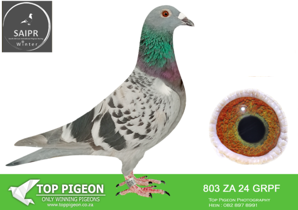 LOT 54 SAIPR AUCTION 2 – Gerdemann & DeBeer-za grpf 24 803*** -SIRE:ZA 12 TRPF 23015.Strain: ROCKET88/RIJCKAERT/JANSEN Color: BB BEST SHORT DISTANCE BIRD IN TRPF 2015 2nd CLUB,19th TRPF DEWETSDORP, 4th CLUB, 6th TRPF DEWETSDORP, 4th CLUB,11th TRPF WINBURG, 7th CLUB, 14th TRPF BLOEMFONTEIN, 5th CLUB,35th TRPF COLESBERG, 5th CLUB,26th TRPF BLOEMFONTEIN 9th CLUB,36st TRPF RICHMOND,———DAM:ZA 18 TRPF 2526* .Strain: ROCKET88/RIJCKAERT/JANSEN Color: RCK 1ste CLUB, 8ste FED NOUPOORT, 4de CLUB, 14de FED JAMESTOWN, 7de CLUB, 8ste FED BLOEMFONTEIN, 6de CLUB, 15de FED NOUPOORT 8ste CLUB, 25ste FED TROMPSBURG, 6de CLUB, 32ste FED SPRINGFONTEIN, 13de CLUB, 36ste FED DEWETSDORP, 16de CLUB, 38ste FED THEUNISSEN, 8ste CLUB, 52ste FED DEWETSDORP, 22ste CLUB, 71ste FED COLESBERG.SEE PEDIGREE!!