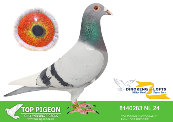 .LOT 2 DINOKENG OLR – JELLE JELLEMA-NL 24- 8140283 COCK -SIRE:ZA NFS-19-4545 M son Traphen Schalk Jonker Kras father to: 53 final Dinokeng’25.———–DAM:ZA CRU-21-1112 V Du Preez & Deetlefs Blauwwitpen mother to: 53 final Dinokeng’25 2X WINNER SCORED 3X TIMES FIRST 8 IN KLUB SCORED 8X TIMES CLUB 2022 VERY GOOD RACER SCORED 11X CLUB 2023.SEE PEDIGREE!!!