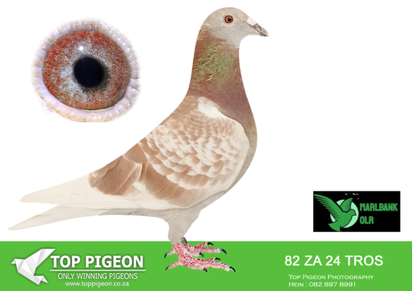 LOT 83 MARLBANK  OLR – TONY & PIETER-ZA-24-TR0S-82 –