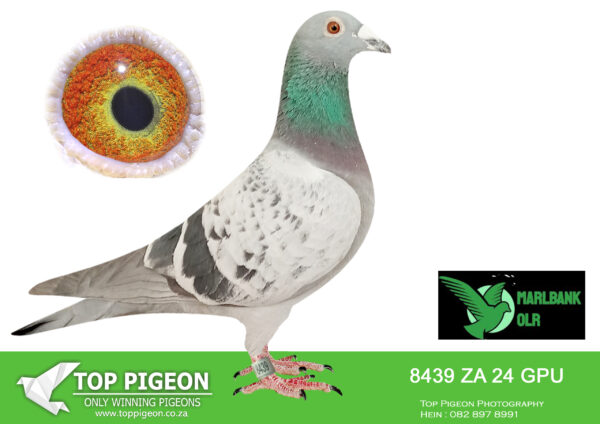 Z..LOT 124 MARLBANK  OLR – JAN VAN JAARSVELD-ZA-24-VPU-8439 –