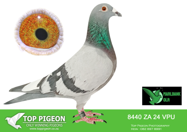 Z..LOT 148 MARLBANK  OLR – JAN VAN JAARSVELD-ZA-24-VPU-8440 –