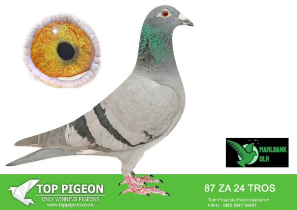 Z..LOT 102 MARLBANK  OLR – TONY & PIETER-ZA-24-TROS-87 –