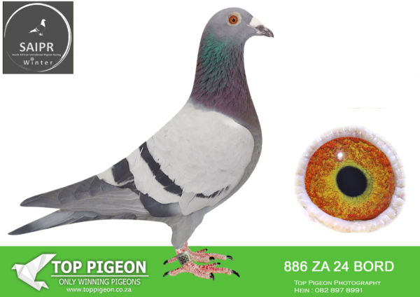 .LOT 8 SAIPR AUCTION A – East of Eden-za bord 24 886 · CHALLENGE -SIRE:ZA 19 BORD 2559. HVR/CONOLY.———–DAM:ZA 22 ODRA 9127. HVR/ GOLD MEDAL WINNER.SEE PEDIGREE!!!
