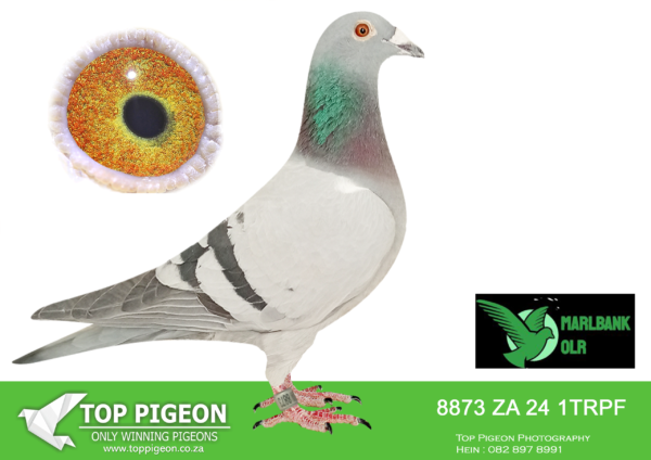 Z..LOT 142 MARLBANK  OLR – LION LOFT-ZA-24-TRPF-8873 –