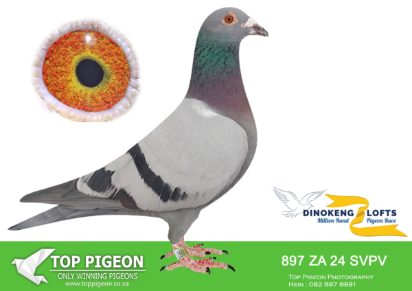 LOT 16 DINOKENG OLR – RAUTENBACH HOKKE-ZA SVPV 24- 897  COCK  -R4 – 21st R2,500 EQUAL WINNER /R5 – 1st R30,000———–SIRE:ZA-2024-JT-60 “MOOIE 60” J&T Engelbrecht Blue Genetics on father and mother side of famous “Porsche 911” and very dominant trade! ==========DAM:ZA-2020-SVPV-4191 “91” Drikus Rautenbach Blue Excellent Racer for Rautenbach Hokke!! • 5e Ace Vrystaat Vlugte 2022. • 3e Ace Dewetsdorp Club 2021. Full sister to ZA 21 SVPV 2459 • 3e Winnersflight 345km 2022. • 5e Winnersflight 540km 2022. • 24e Final Winnersflight 2022. Half-brother to “1072” • 4e Final Central Prov. Lofts 2024. (winning R20 000.00).SEE PEDIGREE!!!
