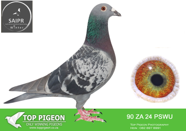 .LOT 7 SAIPR AUCTION A – Double J Racers-ZA PSWU 90 2024 · CHALLENGE -SAME BRED AS 5822————-SIRE:9681 ZA 19 TRPF. BRED FROM A 4 X COMBINE WINNER KAASBOER COCK OF GJT LOFTS.—————DAM: ZA 22 GPU 3805.SEE PEDIGREE!!!