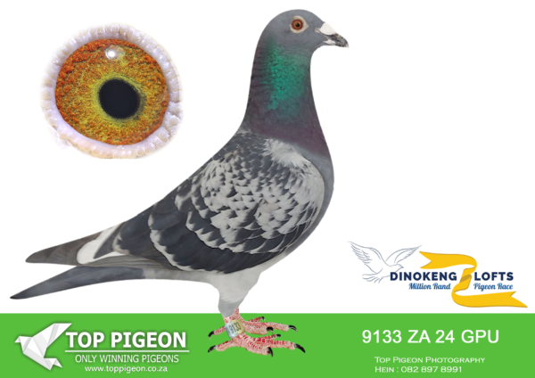 LOT 35 DINOKENG OLR – JACO & DANIE-ZA GPU 24- 9133 COCK – BARZALONA  10th R10,000 , -R1-18th R2,500 EQUAL WINNER /R3 – 9th R5,000 EQUAL WINNER /R5 – 17th R5,000———-SIRE:8234325 NLD 22 .Alias “TEXAS” Strain: DIRK Van Den BULCK Color: HAMMERED PEID OUT OF PADELI SUPER BREEDER OUT OF BROTHER GOEDE RODE AND GOLDEN LEO 9999 .———–DAM:1077 ZA 17 NHL.Alias “BALL OF GOLD” Strain: Jaco Faul SISTER SANPO GOLD LONG DISTANCE. THIS HEN PROOVEN BREEDER OF WINNERS.BRED BEST LONGDISTANCE BIRD GPU 2ND AND 6TH BEST LONGDISTANCE BIRD GPU.BRED 20TH FINAL AFRICA PRO 2022.SEE PEDIGREE!!!