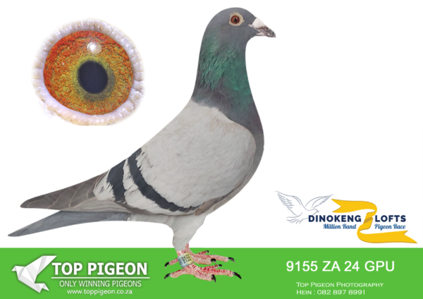 LOT 40 DINOKENG OLR – JACO & DANIE-ZA GPU 24- 9155  HEN -R6 -17th R5,000———-SIRE: 9292 ZA 24 GPU .Alias “TEXAS DOUBLE GOLD” Strain: J Faul & DJ Scholtz Color: Blue Bar White Flt Bred for stock. Sire, TEXAS bred by Marcel Sangers. Father is PADELI, super breeder out of BROTHER GOEDE RODE and GOLDEN LEO 9999. Dam, DOUBLE GOLD DUST III bred by Marcel Sangers. Double grandchild of GOLD DUST, best breeding sister KITTEL in the world. ———–DAM:10075 ZA 20 GPU.Alias “BEST LONGDISTANCE OVERALL” Strain: Jaco Faul Color: Blue Bar Best Long Distance Gauteng Combine / GPU and ACE Bird Boksburg Combined Racing Pigeon Club (BCRPC) 2021 and a Union Winner 2021. Raced: 1.- 3.- 5.- 8.- 9.- 10.- 10.- 15. Dam to ZA GPU 2989 ’23 DTR CHILD RED KITTEL, 2nd ACE BIRD Dinokeng OLR 2024. SEE PEDIGREE!!!