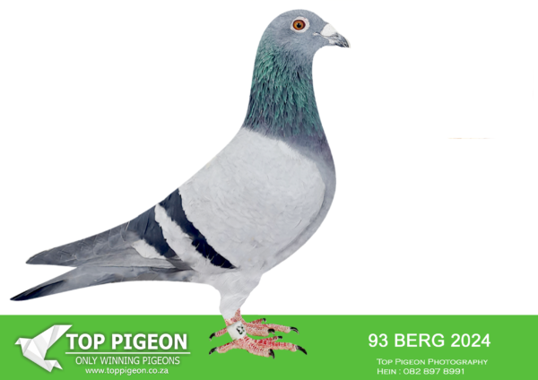 LOT 14 KAROO MILLION SPECIALIST -FOETIE BEYERS – ZA 24 BERG 93 -SIRE:7009 NWPF SA 12 NIKO. EINKAMERER.BEAUTIFULL BIRD WELL BB Elenkamerer BALANCED,SOFT FEATHERS.PERFECT WING.LONG THIN FLIGHTS,10 BISHOP,EYE MOVINGAND JUMPING-GRANDFATHER IS PARMA BELG 6255238.SOLD FOR R75000.————DAM:2040 NB 19 ASHLEY. FOETIE BEYERS.BEAUTIFULL MEDUIM SIZE SCALIE HEN LIKE HER GRAND-GRAND FATHER NAMED FAMOUS ABSOLUTE STAR BPF 8140 SA 2005 BOTH PARENTS BRED BY THE WELL KNOWN PIGEON MASTER AND MENTOR BUTCH EINKAMERER.SEE PEDIGREE!!!