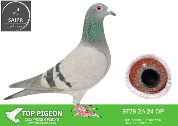 LOT 37 SAIPR AUCTION 2 – JP Cilliers 2-ZA OP 9779 2024*** -FULL SIBLING ZA 903 `24 GAMTOOS: 2ND PLACE IN FINAL SAIPR WINTER SERIES 24 WON R 240 000————-SIRE:19934 OP `20.STRAIN: HOUBEN – CLAUSING COLOR: BB SIRE OF DIAZ FINAL RACE WINNER FOR JOHANN GROBELAAR 2022 AND GRANDSIRE OF THE 7TH DIAZ FINAL WINNER 2023 & ACE LONG DISTANCE.————DAM:ZA OP 20 19592.ALIAS: GROBBIES STRAIN: ALFONDS KLAAS COLOR: BB W/F FLEW IN GAMTOOS FEDERATION 2021 AS FOLLOWS: 37TH, 5TH, 56TH, 12TH, 15TH, 16TH, 3RD, 52ND. 7 RACES IN 7 WEEKS 15TH BEST BIRD IN 2021 FLEW IN GAMTOOS FEDERATION 2022 AS FOLLOWS: 14TH, 97TH, 59TH, 29TH, 2ND AND 141ST. ON 30/07/2022 SHE AND HER LOFT MATE 21/30645 FLEW THE GAMTOOS FED AWAY WITH 30 MINUTES FROM MTHATHA, 452KM.SEE PEDIGREE!!