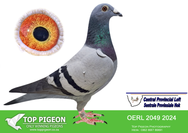 LOT 82 CENTRAL LOFTS –J&N HOKKE – ZA 24 OERL 2049 – SIRE:187 CRU 23 ZA.Alias “Blou Kittel” Strain: Kittel – Blou Bul Color: Blue Bar The sire of ZA 23 CRU 187 is a full brother to the dam of multi SANPO Gold medallist ” Turbo Kittel ” . Dam is an inbred 1280 Blou Bul hen.———-DAM:ZA 23 TRPF 12630. BEST KITTEL.SEEPEDIGREE!!!