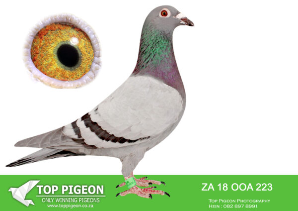 LOT 24 HARRY WILLSON – ZA 18 OOA 223 -SIRE:SA 05 THU 6368 Alas JUAN 2 REF 14° Stain OOA SUPER LOCK.Bed by OOA Lofs. ZA THU 636805- AN 200A LEGEND Gesire to ZA NWPF 7103/20 1st Carnival Summer Final m Winter 20121-Bral by Danse Fema Gesire to ZA BPFD-426023-1 Finl Malbanks One Lod Fired 2004, 634km, vel.————-DAM:ZA 09 THU 08816 Alas “MOTHER OF THE LOFT Stain Sampo Gold Medal Line Colour GDAM IST SAPIR FINAL, 5TH ACE 2023 DNA P2000071 ZA THU 0881609- NR 1 STOCK HEN DAM TO DIFFERENT SHORT, MIDDLE AND OVERALL DISTANCE ACE PIGEONS.SEE PEDIGREE!!!