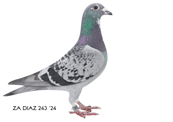 LOT 96 KAROO MILLION OLR – NORMAN PHILLIPS-243 DIAS 2024 -SIRE:ZA 23 BPPD 720 – 39th Final -34th HS4 -4th HS3 -31st HS1- 2nd Ace Bird CAPETOWN IOLR 2024———–DAM:02371 89 DV 20 BB Hen Klaus Wustefeld 16. Final Cape Town OLR 2021 23. Ace Bird Average –NESTMATE OF:— 4. Final Thailand Nong OLR 530 km (3 sec behind winner ) –BROTHER BRED:— 4. Final Vic Falls 2025 (Very Hard Race).SEE PEDIGREE!!!