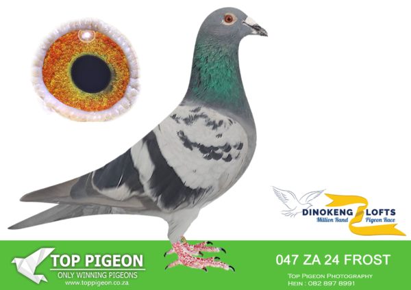 LOT 90 DINOKENG OLR – CLIVE FROST-ZA FROST 24- 047 COCK  (B) 9th R10,000 -SIRE: ZA 22 VPU 8962 .Alias “The Duke” Strain: OOA 810 X 8855 Color: Blue Bar Sire to: ZA 23 OERF 8583 – Barzalona Race-9 4th, FINAL HS-8 53rd, HS-7 28th, HS-5 64th, HS3 14th and 49th ACE, Dinokeng 2024. ZA 24 FROST 047 “Picasso” 52nd HS-3, 74th HS-4,98th HS-5, 62nd Final, 22nd ACE & 9th Barzalona 724km, Dinokeng 2025.———–DAM:ZA 24 FROST 002 .Alias “315/194 – 002” Strain: Frost Color: Blue Bar W/F.SEE PEDIGREE!!!