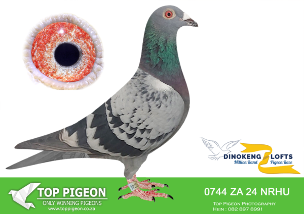 LOT 71 DINOKENG OLR – AJ NEL & LA-ZA NRHU 24- 0744 HEN – R4 – 19th R2,500 EQUAL WINNER