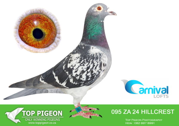 .LOT 2 CARNIVAL LOFTS OLR – Hillcrest Stud-HILLCREST 24 95 –