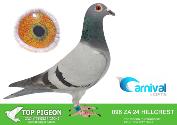 LOT 39 CARNIVAL LOFTS OLR – Hillcrest Stud-HILLCREST 24 96 –