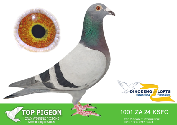 ZZ..LOT 128 DINOKENG OLR-RONNIE HUEBSCH-ZA KSFC 24- 1001 M- 4th R20,000 ——SIRE:ZA 23 ODRA 17090.VAN RIEL/SABLON.——–DAM:ZA 21 KPFD 974. JUEUBSCH GENETICS.SEE PEDIGREE!!!