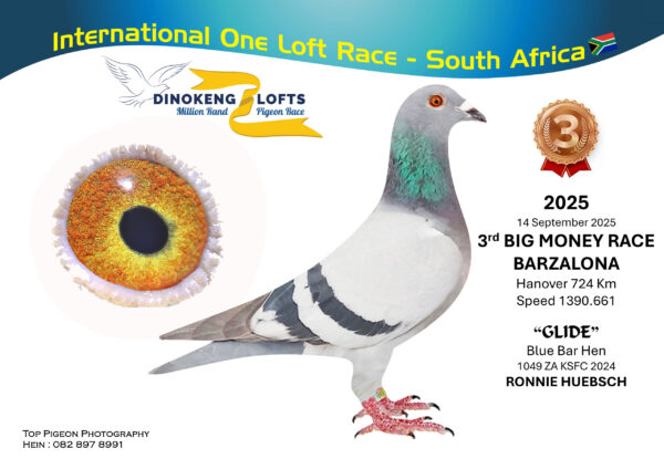 ZZ..LOT 108 DINOKENG OLR-RONNIE HUEBSCH-ZA KSFC 24- 1049 M – 3rd R30,000 ——SIRE:ZA 20 2658. RONNIE HUEBSCH GENETICS.———-DAM:ZA 21 SLIM 6064. RONNIE HUEUBSCH GENETICS.SEE PEDIGREE!!!
