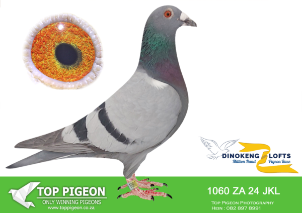 ZZ..LOT 100 DINOKENG OLR-EXCLUSIVE PIGEON PARADISE-ZA JKL 24- 1060 -10TH FINAL WINNING R20 000.00 , 9TH BIG MONEY WINNING R5000 .00———–SIRE: ZA VPU 8964/22, “KALAHARI LION” SIRE TO: -ZA JKL 1061 “EPP MILA”, 10TH DINOKENG FINAL 2025. -ZA JKL 1060 “EPP LAYLA”, 21ST DINOKENG FINAL 2025. -ZA JKL 1063 “EPP ELLA”, 41ST MARLBANKS FINAL.————DAM:PWDU-20-3394 H FLAMING ROCK DE BEERS DUIWE Blue Bar ZA PWDU 3394/20 “FLAMING ROCK”, DAM TO: -ZA JKL 1061 “EPP MILA”, 10TH DINOKENG FINAL 2025. -ZA JKL 1060 “EPP LAYLA”, 21ST DINOKENG FINAL 2025. -ZA JKL 1063 “EPP ELLA”, 41ST MARLBANKS FINAL.SEE PEDIGREE!!!
