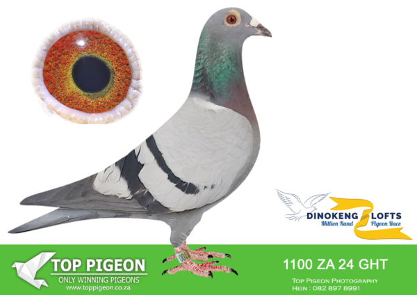 LOT 80 DINOKENG OLR – PAUL WEBBER-ZA GHT 24- 1100 (B) -HEN