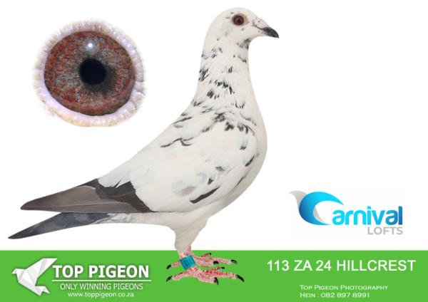 LOT 28 CARNIVAL LOFTS OLR – Hillcrest Stud-HILLCREST 24 113 –
