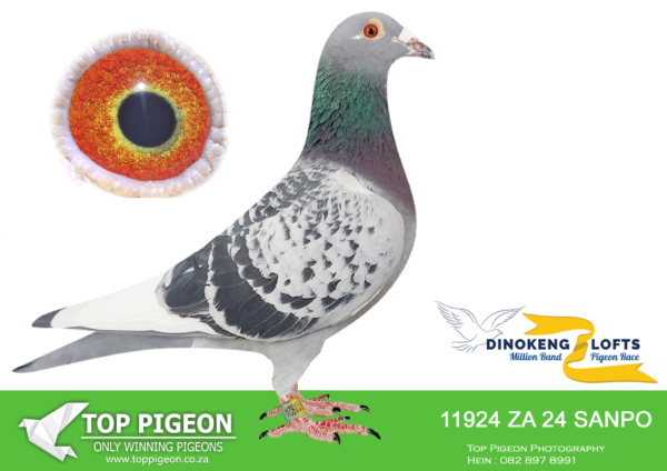 LOT 69 DINOKENG OLR – WILLIE MUNNIK-ZA SANPO 24- 11924 HEN – R5 -11th R5,000———–SIRE:WPHU 19 ZA 3347. Strain: KITTEL Color: CHECK W/F BOUTH ON BEST PIGEON SPECIALLY INBRED TO BEST KITTEL SENSATION PIGEONS. BOTH PARENTS IMPORTED WITH DNA CERTIFICATES..——-DAM:PWF 17 ZA 10421 .Alias “ONDER 25” Strain: Hardy Kruger/Jansen/VR Kl Color: CHECK BRED BY REYNDERS/UMBERTI SAME BRED AS ENDERO WINNER 2022 VIC FALLS WINNING $20 000.SEE PEDIGREE!!!