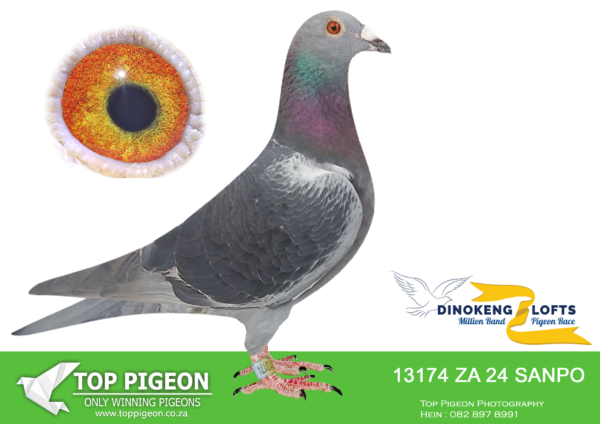 LOT 79 DINOKENG OLR – ROOS LOFTS-ZA SANPO 24- 13174 -HEN
