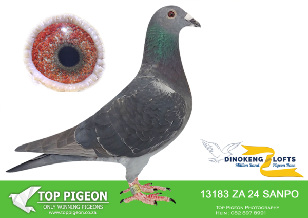 ZZ..LOT 109 DINOKENG OLR-ROOS LOFTS-ZA SANPO 24- 13183 -HEN
