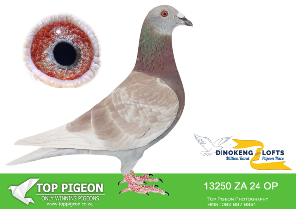 ZZ..LOT 115 DINOKENG OLR-GERBER & KOUTSOUDIS-ZA OP 24- 13250 (B) -COCK