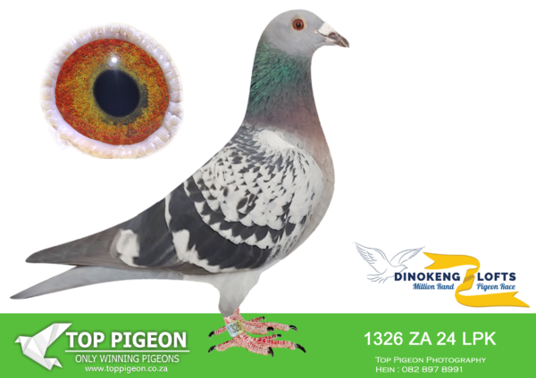 LOT 52 DINOKENG OLR – DAWIE DE JAGER-ZA LPK 24- 1326 HEN –