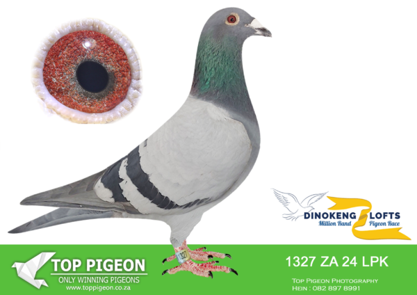 ZZ..LOT 103 DINOKENG OLR-OUHOUT-ZA LPK 24- 1327 (B) -COCK