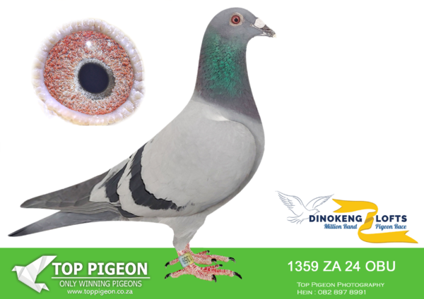 LOT 83 DINOKENG OLR – DANIE & VYVER-ZA OBU 24- 1359 -COCK