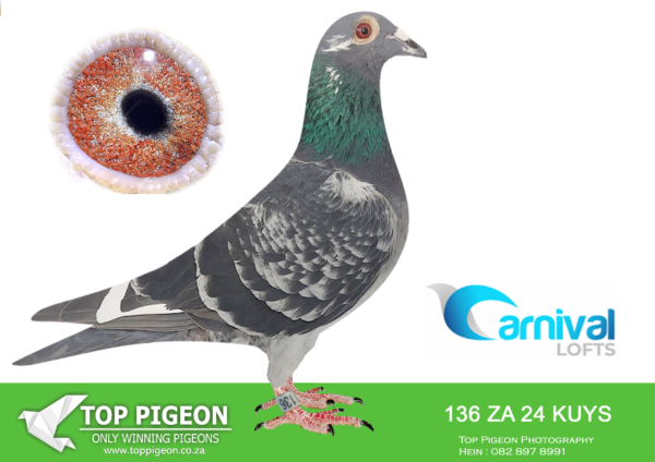 LOT 59 CARNIVAL LOFTS OLR-Pigeon Power-KUYS 24 136 –
