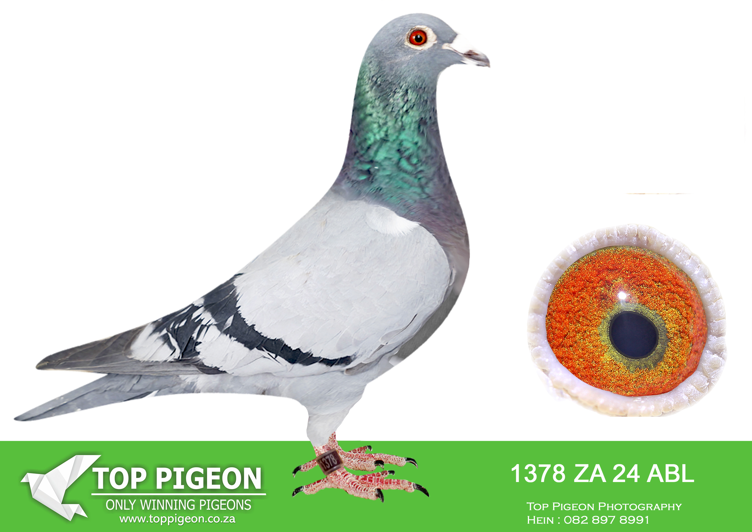 LOT 12 ALWYN BESTER – Alwyn Bester – ZA-24-ABL-1378 -RACE 6 EQUAL WINNER , RACE 7 EQUAL WINNER–BROWN JACKET LEADER AFTER RACE 7 AFRIKAPRO 2025——-SIRE:10151 ZA 16 .Strain: Tom Lock Color: Blue Bar Bred from the very best of Tom Lock.———–DAM: 1101 ZA 23 ABL. Strain: Alwyn Bester Color: Blue Bar Full sister to “TURBO KITTEL”, 8 x SANPO medal winner 2021.Her parents were sold for R580 000..SEE PEDIGREE!!!!