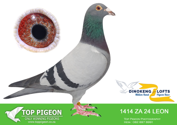 LOT 82 DINOKENG OLR – KLERKSDORP RACERS-ZA LEON 24-1414 HEN -R5 – 10th R5,000————SIRE:3712 ZA 23 WPU. MARNES NEL. BRED FROM SUPER BREEDER 2443.———-DAM:ZA 23 LEOM 1188 -FINAL RACE WINNER WINNING R750 000.00—–HER SISTER 1234 2ND GRAND AVERAGE WINNER SAIPR WINTER 2024.——–HER FATHER A BROTHER TO “GUNMAN” WHO WON US R200 000.00 AT SCMDPR AND WAS SOLD FOR R86 000.00——THE MOTHER WAS OUR BEST RACER SAIPR 2022 AND THE GRANDDAM WAS A 3 X WINNER AND THE 2ND ACE PIGEON IN THE WPU UNION.HER SIBLINGS ALLREADY A 2 X WINNER ON CLUB AND UNION LEVEL.SEE PEDIGREE!!!